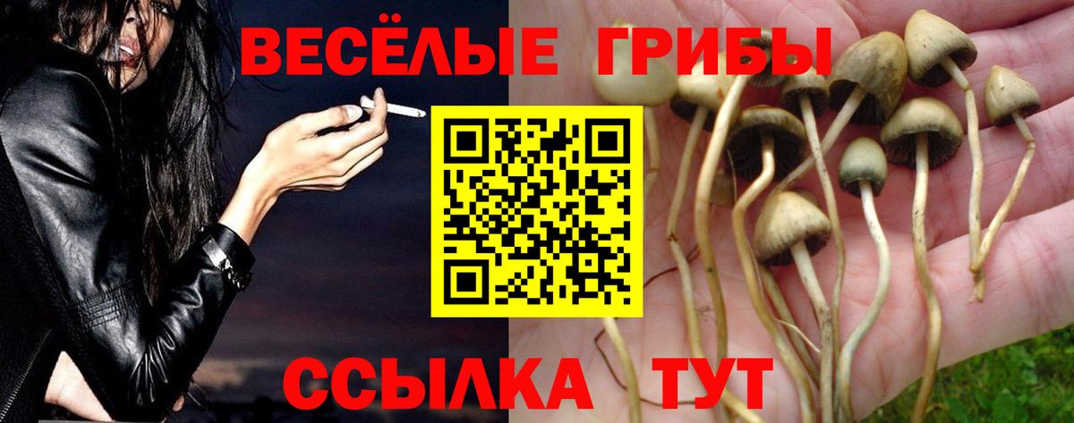 Псилоцибиновые грибы Cubensis Татарск